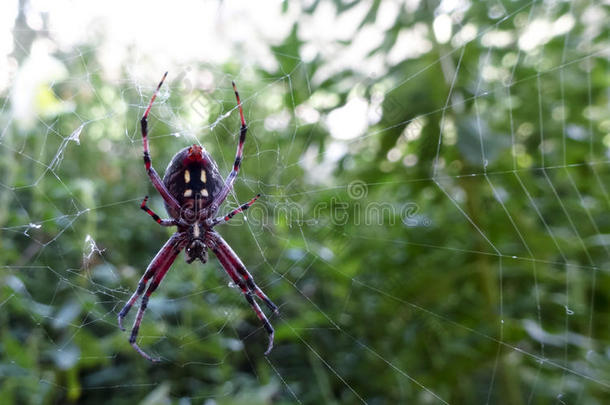 一种西方斑点的蛛网蜘蛛，新科纳
