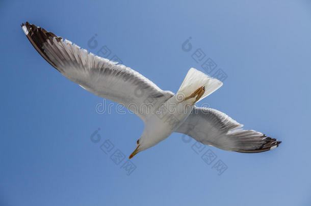 展翅飞翔的海鸥