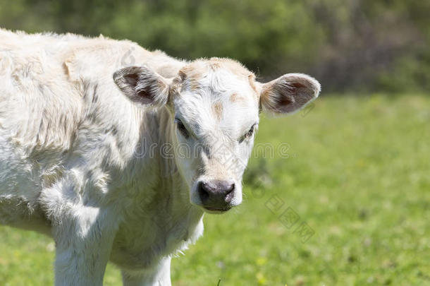 一只好奇的奶牛站在她的牧场/奶牛/一个好奇的爸爸
