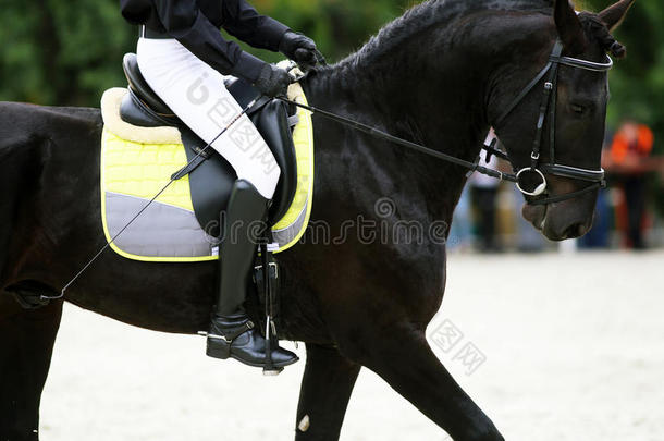 在训练过程中，与骑手一起训练的弗里斯西亚<strong>盛装</strong>舞步马