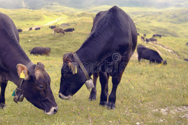 奶牛牧场山脉