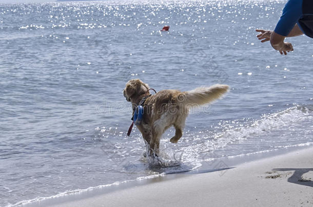 动物海滩狗淹死的溺水