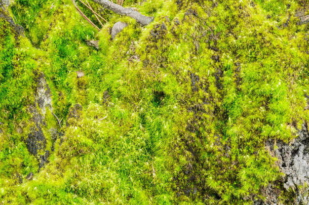 特写绿<strong>苔藓</strong>