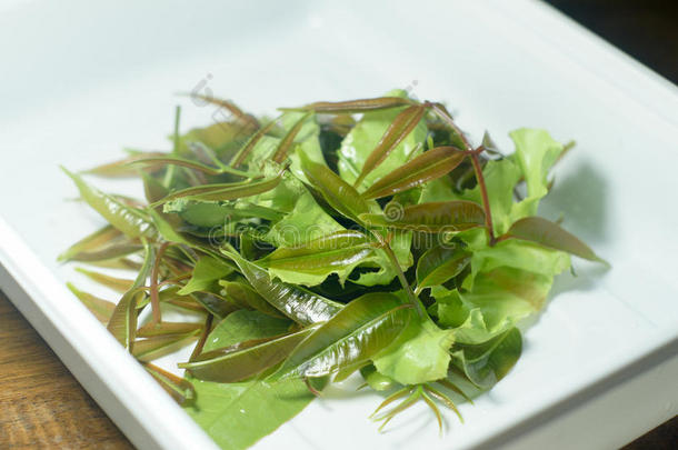 白色盘子上的新鲜绿色橄榄叶和生菜叶