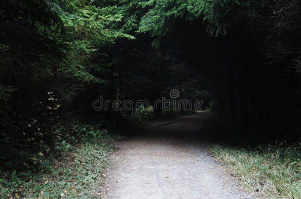 冒险露营黑暗的森林徒步旅行