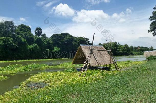 <strong>竹筏</strong>小屋在河里游荡，河中充满了水葫芦