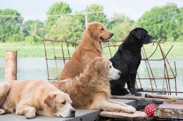 狗金猎犬主人满怀希望地等待着。