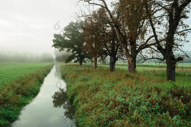 河流和树木