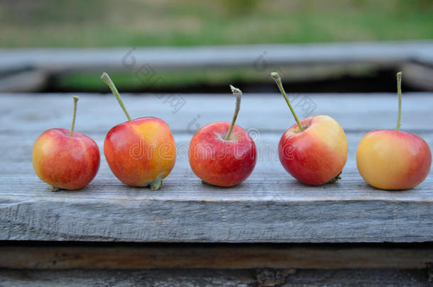 苹果海棠食物水果园艺