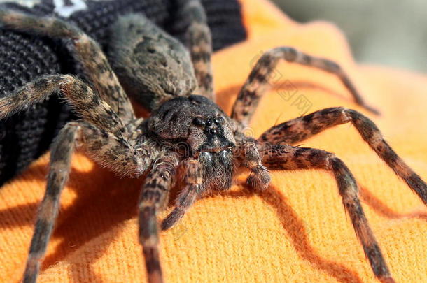 动物蜘蛛恐惧症攻击美丽的大的