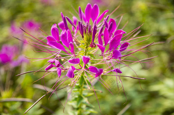 花花园园艺<strong>球状</strong>的草本<strong>植物</strong>