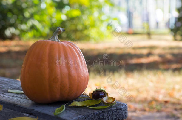 万圣节橙色南瓜在秋天的长凳上