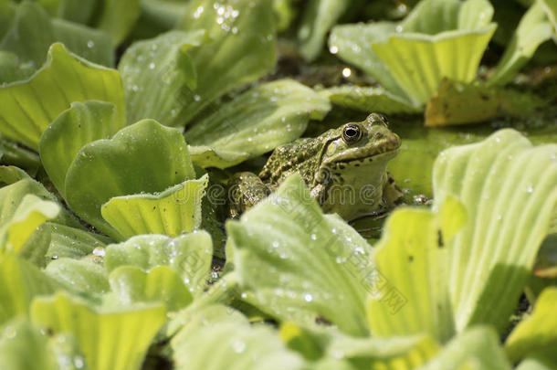 牛蛙和绿水生菜