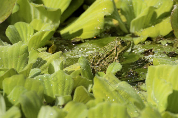 池塘里可食用的青蛙<strong>绿色</strong>植物