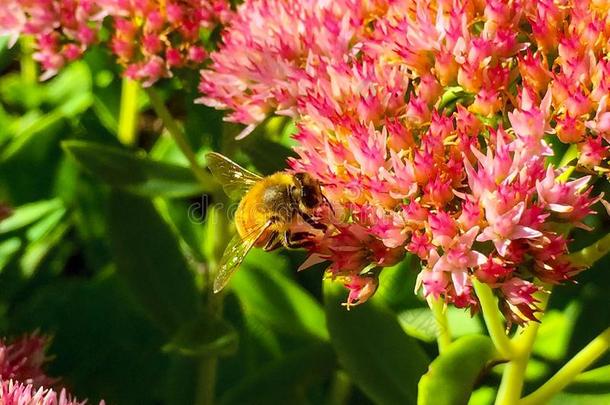 蜜蜂笨手笨脚的花蜂蜜苹果手机