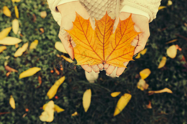 女孩手中的秋叶