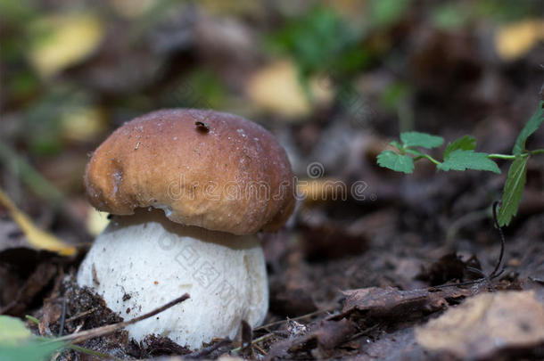 秋天牛肝菌关闭森林蘑菇