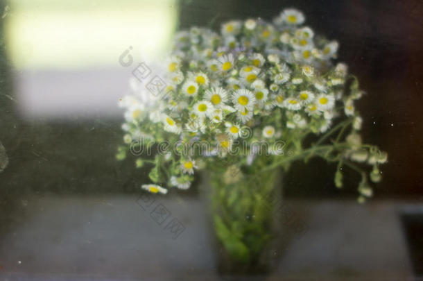花束雏菊在窗台上肮脏的玻璃后面夏天