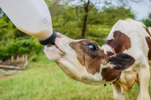 在牧场给奶牛喂奶