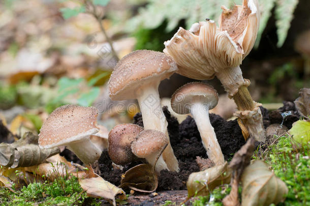 木耳木耳科菌类蘑菇蜜环菌