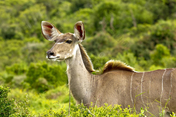 非洲非洲的警觉的动物羚羊