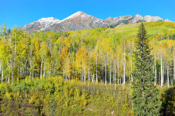在叶季，黄绿的白杨和雪覆盖着高山