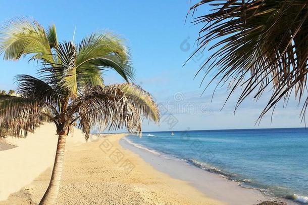 美丽的孤独海滩，棕榈树和海浪在海上