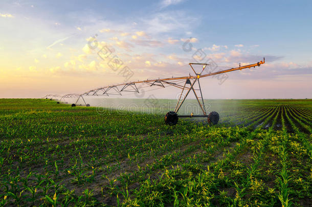 农业灌溉系统在阳光明媚的夏季浇水玉米田