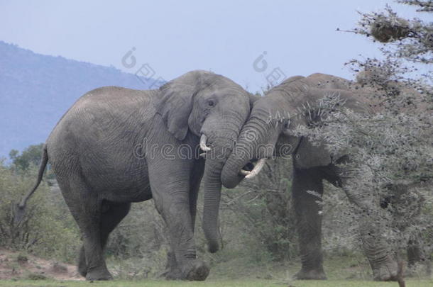 非洲非洲的公牛大象战斗