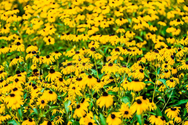 明亮的黄色鲁德贝克亚或黑眼苏珊花在花园