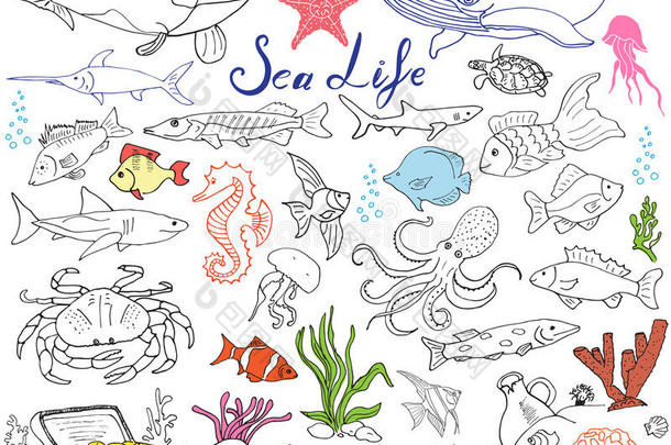 大海生活动物手绘草图一套。 鱼，鲨鱼，章鱼，星星，螃蟹，鲸鱼，海龟，海马，贝壳和小贝