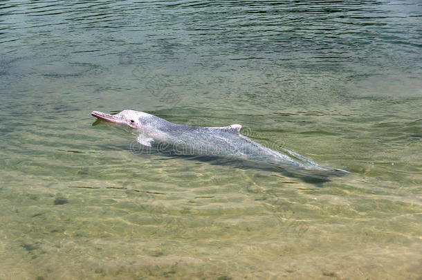 白化病动物保护海豚动物群