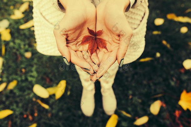 女孩手中的秋叶