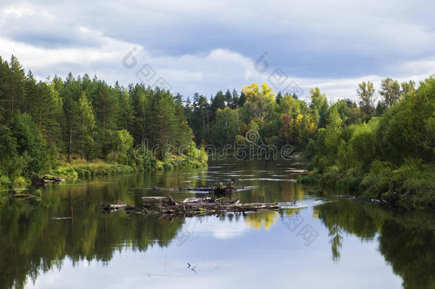 背景景观：小森林河，秋天落叶时河岸上有森林