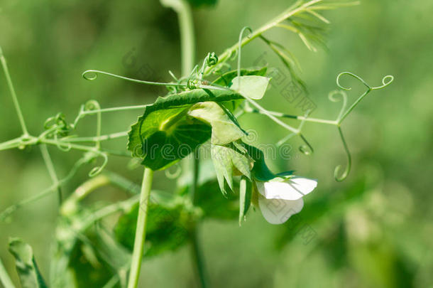 豆开花芽特写镜头颜色