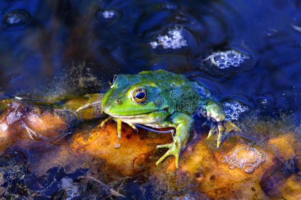 湖上绿叶上的绿色青蛙