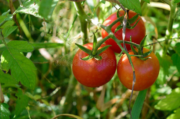 藤上的西红柿
