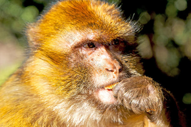 丛林猴子在摩洛哥和动物关闭