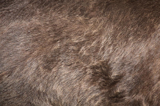棕熊(ursusarctos)<strong>皮毛纹理</strong>。