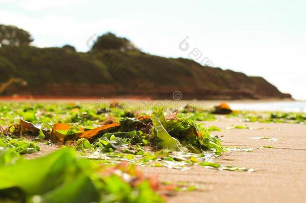 藻类上岸大西洋海滩英国