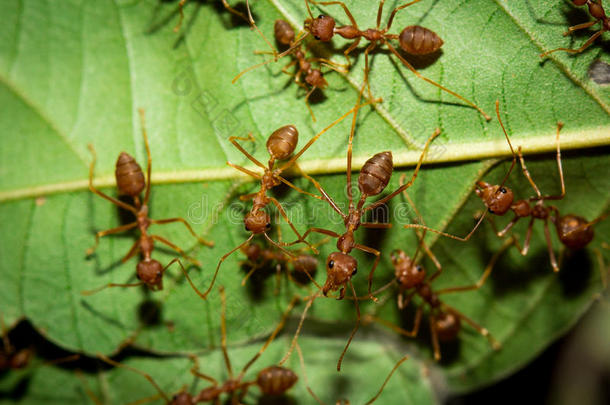成人活着的动物蚂蚁美丽的
