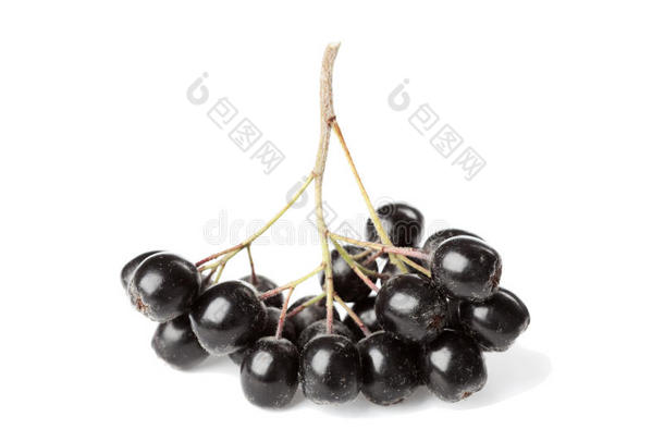 白色<strong>紫檀</strong>科或黑果莓的分支