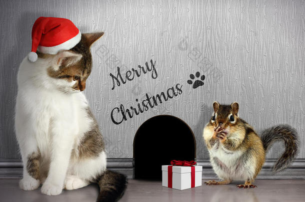 圣诞祝贺概念，有趣的猫与圣诞老人帽子和吉夫