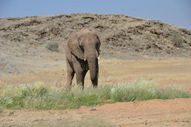 非洲大象，纳米比亚