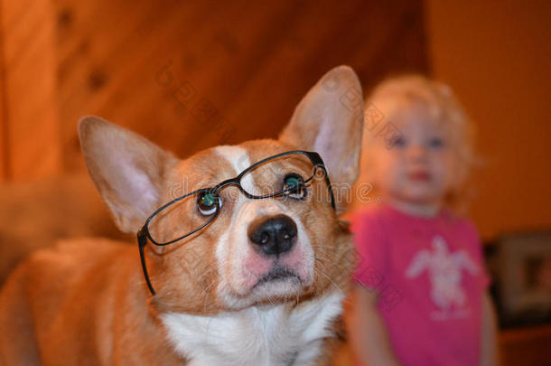 科吉狗戴着阅读眼镜，背景是蹒跚学步的孩子