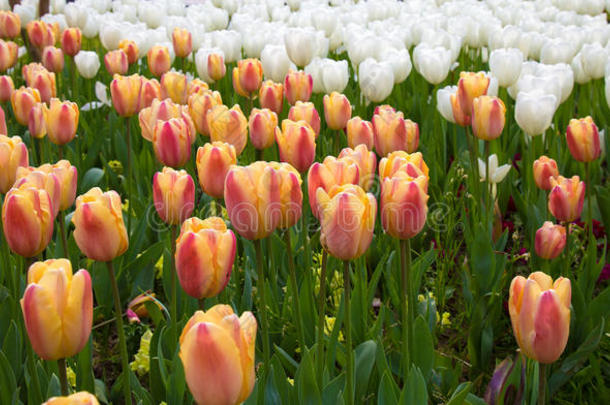 美丽多彩的郁金香花束在春天植物区系的自然概念