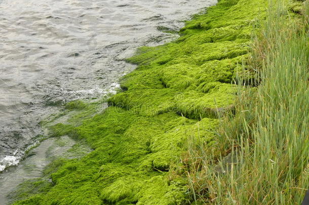 藻类允许解剖学和动物