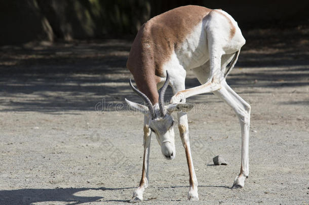 达玛瞪羚，盖塞拉·达玛·达玛，在挠他的头