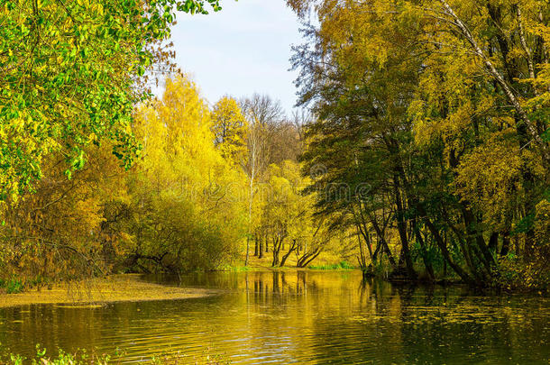 秋天的风景，河边有金色的树