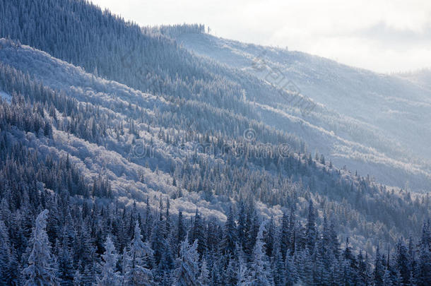 冬天阳光明媚的早晨，山上的森林